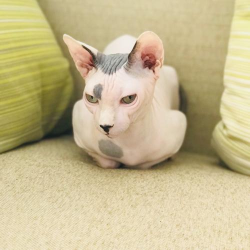 สมาชิกหมายเลข 4770615