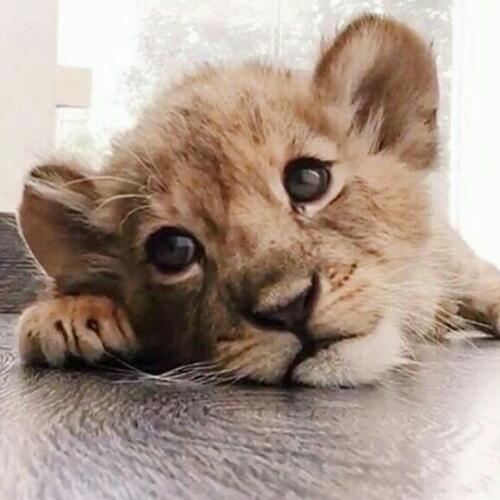 สมาชิกหมายเลข 5146610