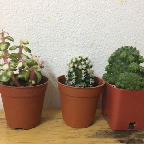 สมาชิกหมายเลข 4052061