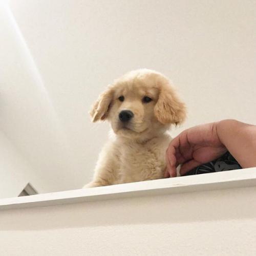 สมาชิกหมายเลข 4129967