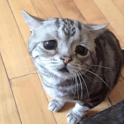 สมาชิกหมายเลข 5547488