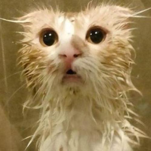 สมาชิกหมายเลข 7183134