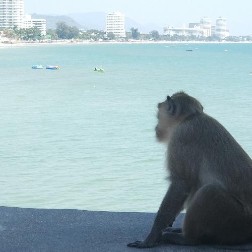 สมาชิกหมายเลข 4768781