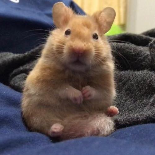 สมาชิกหมายเลข 2204814