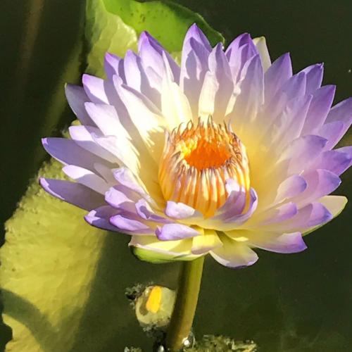 สมาชิกหมายเลข 1124134