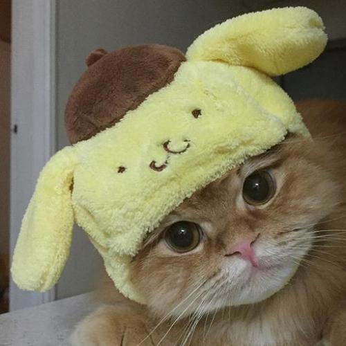 สมาชิกหมายเลข 5548727