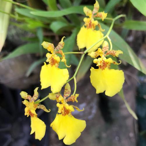 สมาชิกหมายเลข 4769429