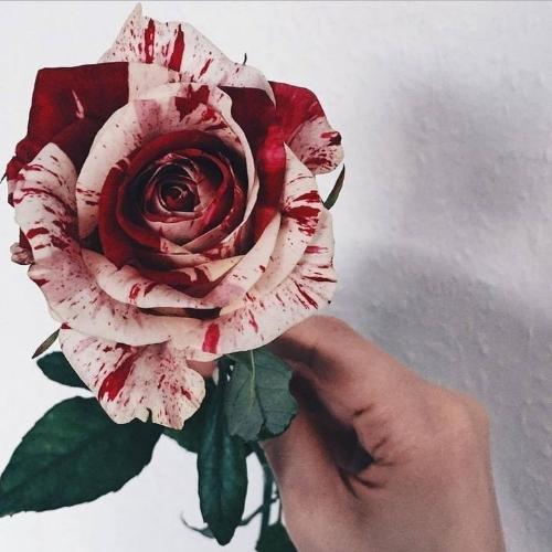 สมาชิกหมายเลข 6103238