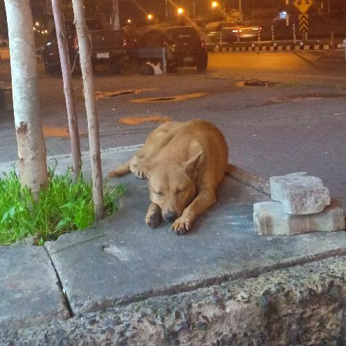 สมาชิกหมายเลข 4772097