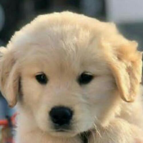 สมาชิกหมายเลข 6104381