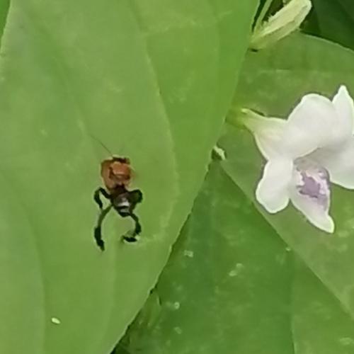 สมาชิกหมายเลข 4484799