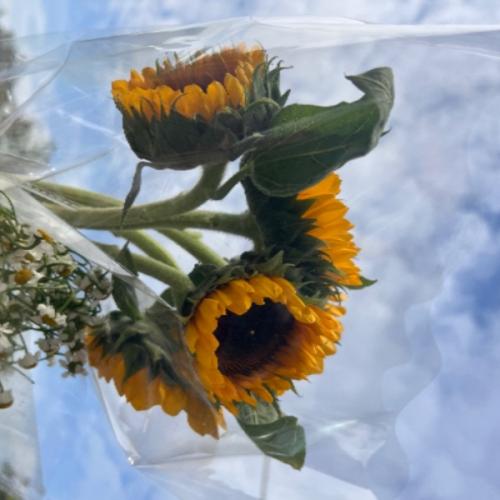 สมาชิกหมายเลข 7331312