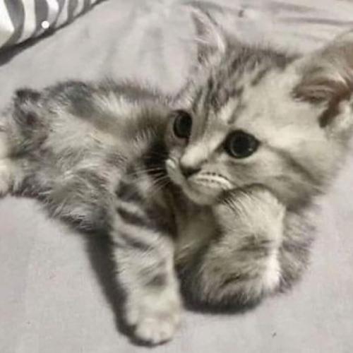 สมาชิกหมายเลข 8390528