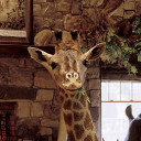 สมาชิกหมายเลข 2618737