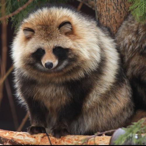 สมาชิกหมายเลข 4772783