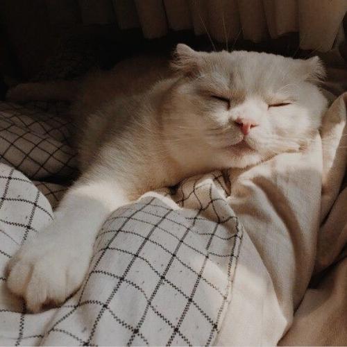 สมาชิกหมายเลข 4248359