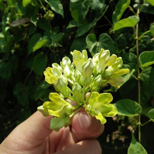 สมาชิกหมายเลข 5550455