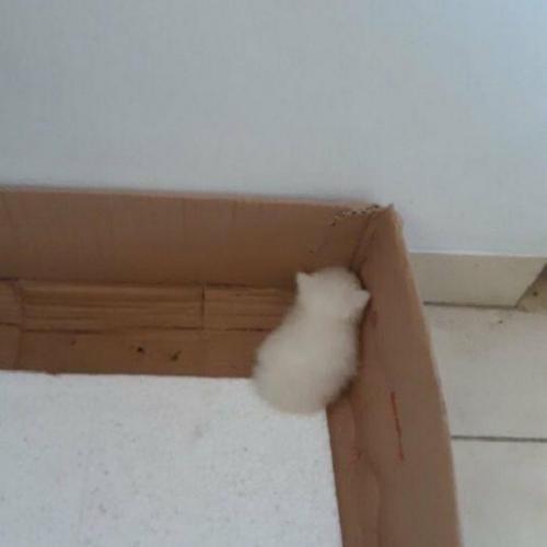 สมาชิกหมายเลข 6104633