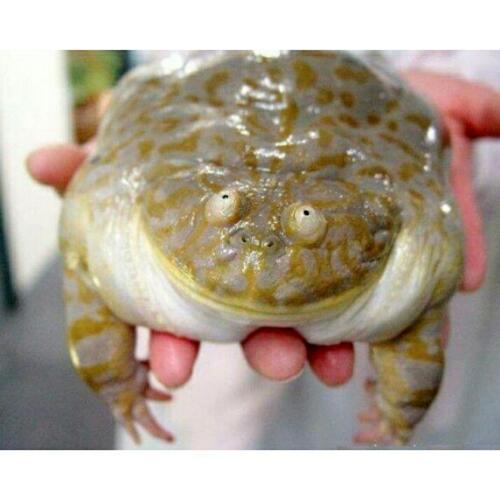 สมาชิกหมายเลข 4772829