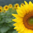 สมาชิกหมายเลข 5149319