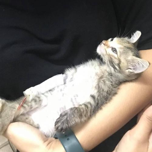 สมาชิกหมายเลข 6105388