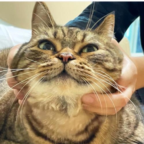 ตุ่นแก้วตุ่นคำ