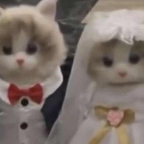 สมาชิกหมายเลข 8392838