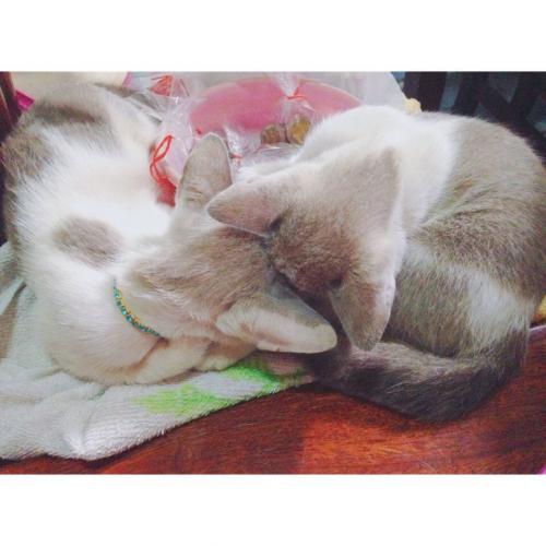 สมาชิกหมายเลข 2932021