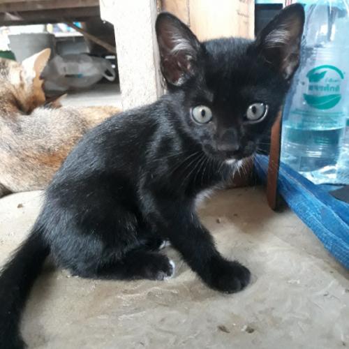 สมาชิกหมายเลข 4151134