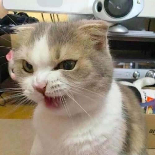 สมาชิกหมายเลข 4773226