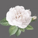 มะลินิล