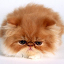 สมาชิกหมายเลข 4773810