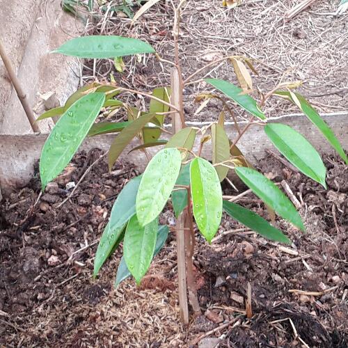 สมาชิกหมายเลข 4773911