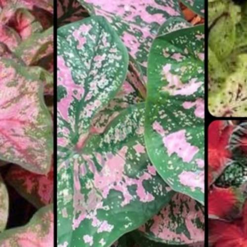 สมาชิกหมายเลข 5494326