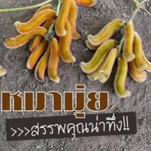 สมาชิกหมายเลข 6101795