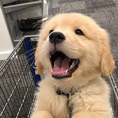 ปุยเมฆสีขาว