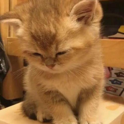 สมาชิกหมายเลข 2309660