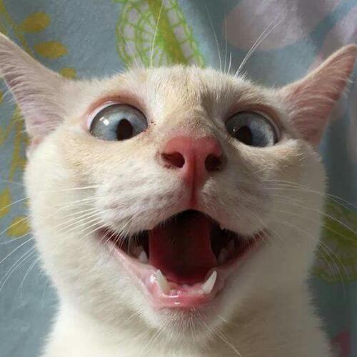 สมาชิกหมายเลข 4774725