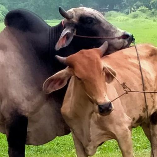 สมาชิกหมายเลข 5616538