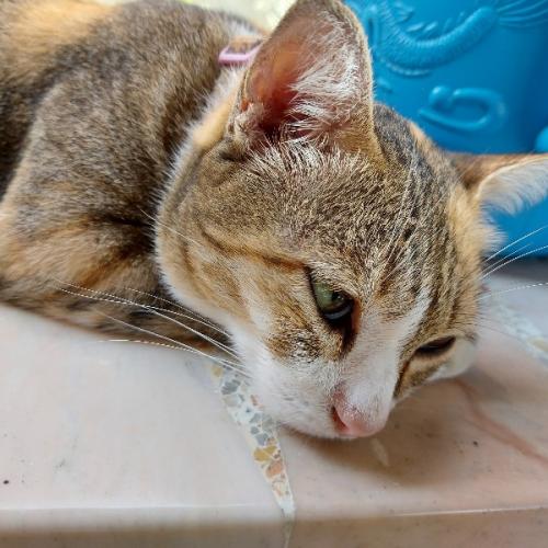 สมาชิกหมายเลข 6107712