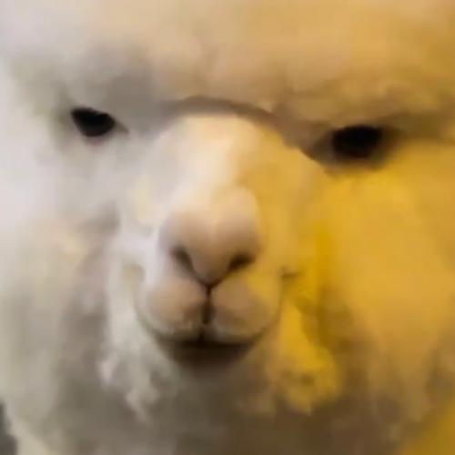 สมาชิกหมายเลข 6666326