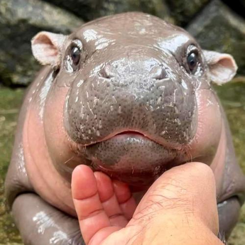 สมาชิกหมายเลข 4043186