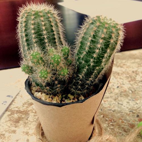 สมาชิกหมายเลข 2683890