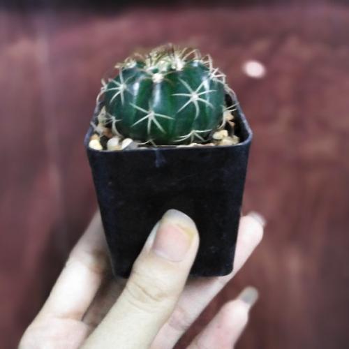 สมาชิกหมายเลข 3536813