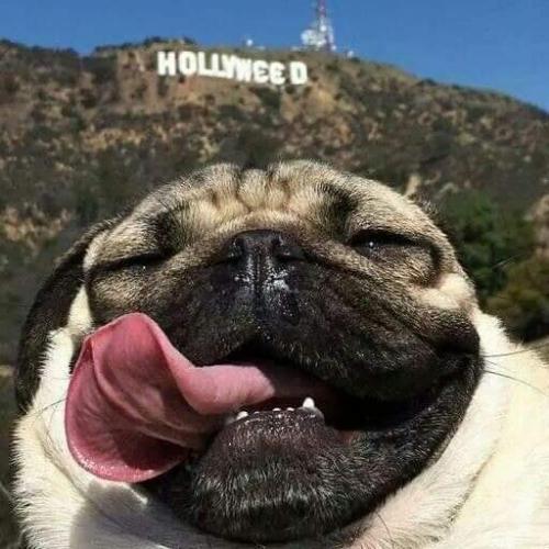 สมาชิกหมายเลข 4254977