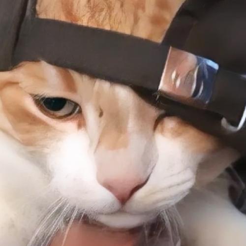 สมาชิกหมายเลข 4296931