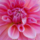 สมาชิกหมายเลข 2743983