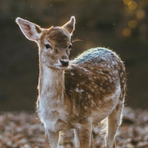 สมาชิกหมายเลข 6109975