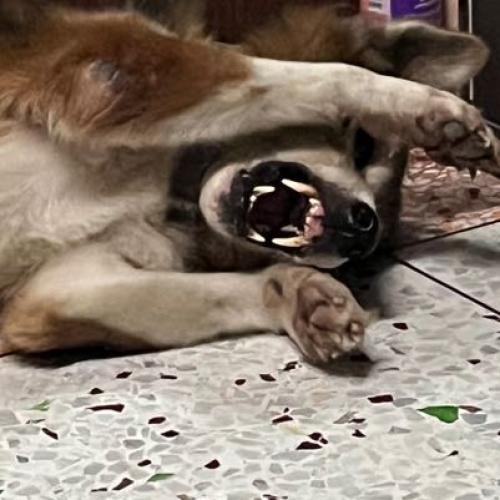 หมึกกะตอยต้มหวาน