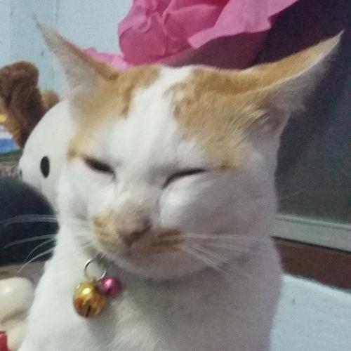 สมาชิกหมายเลข 3038272